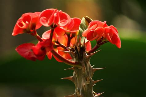 有刺的花|带刺的花盘点